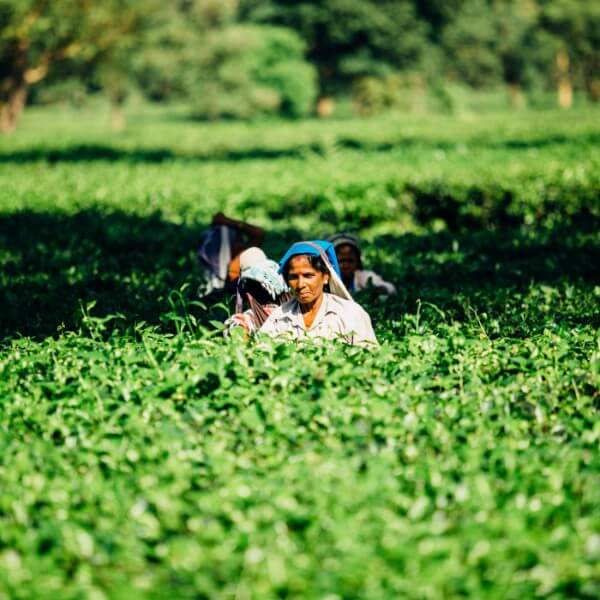 picking tea