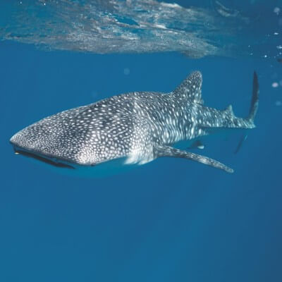 whale sharks